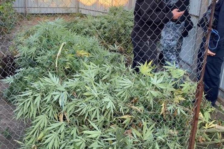 Поліцейські викрили 42-річного жителя Кілії у вирощуванні конопель та зберіганні наркотиків 